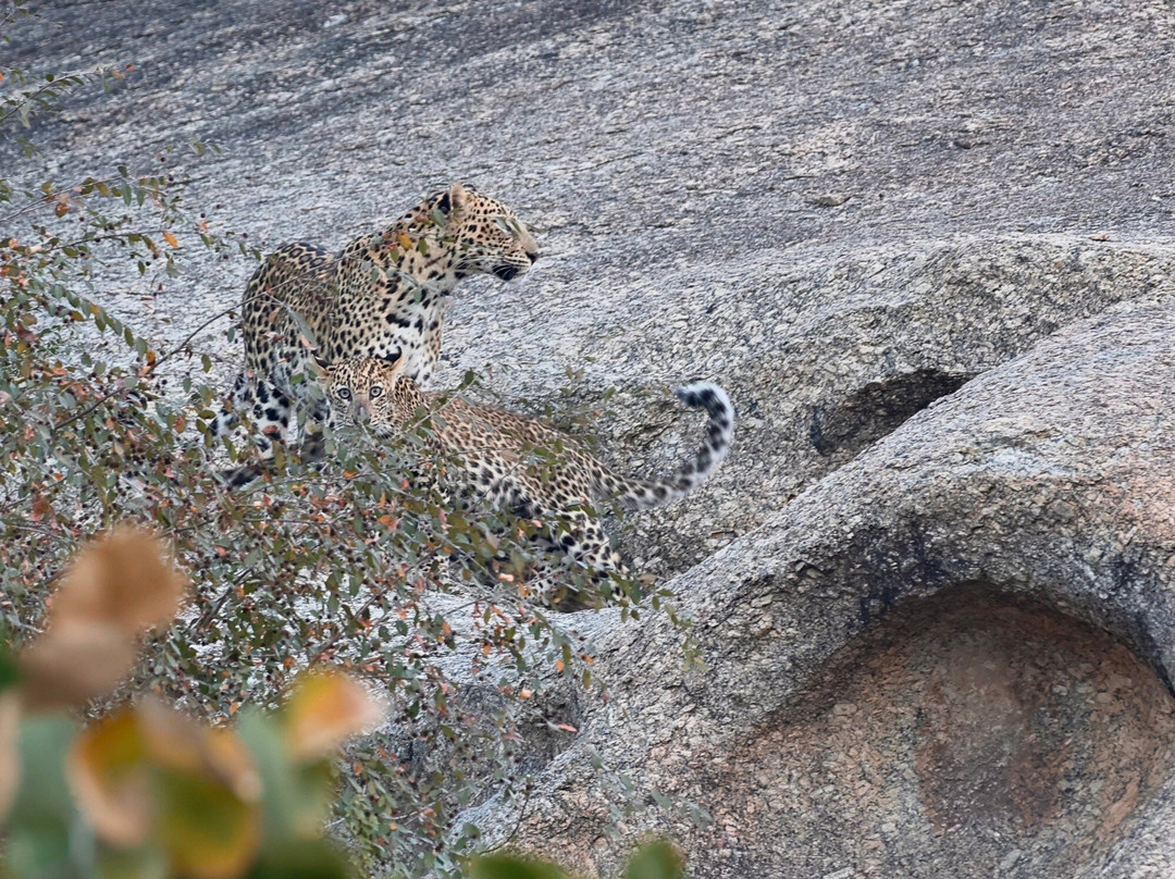 The Wild Cat Eyes-Bera必去景点
