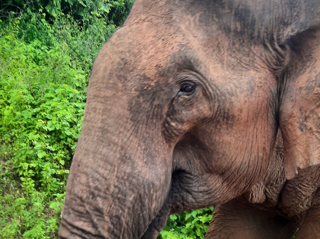 See Sri Lanka Tours-康提必去景点