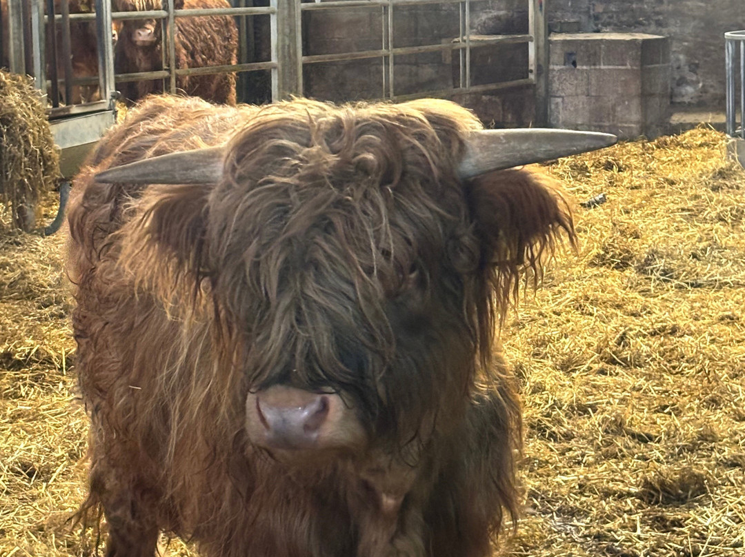 Newton Farm Holidays-Forfar必去景点