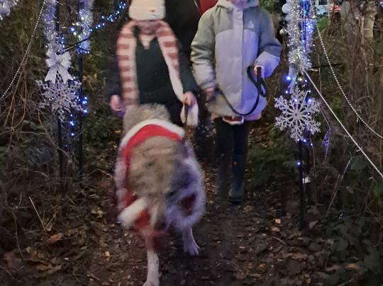 Watermill Wolves Wolf-dog Actors-Bexhill-on-Sea必去景点