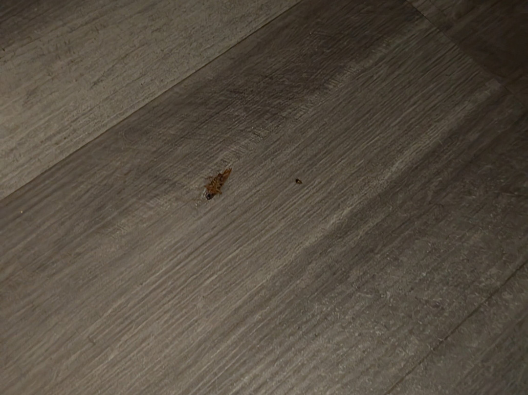 Super 8 by Wyndham Shawnee主图