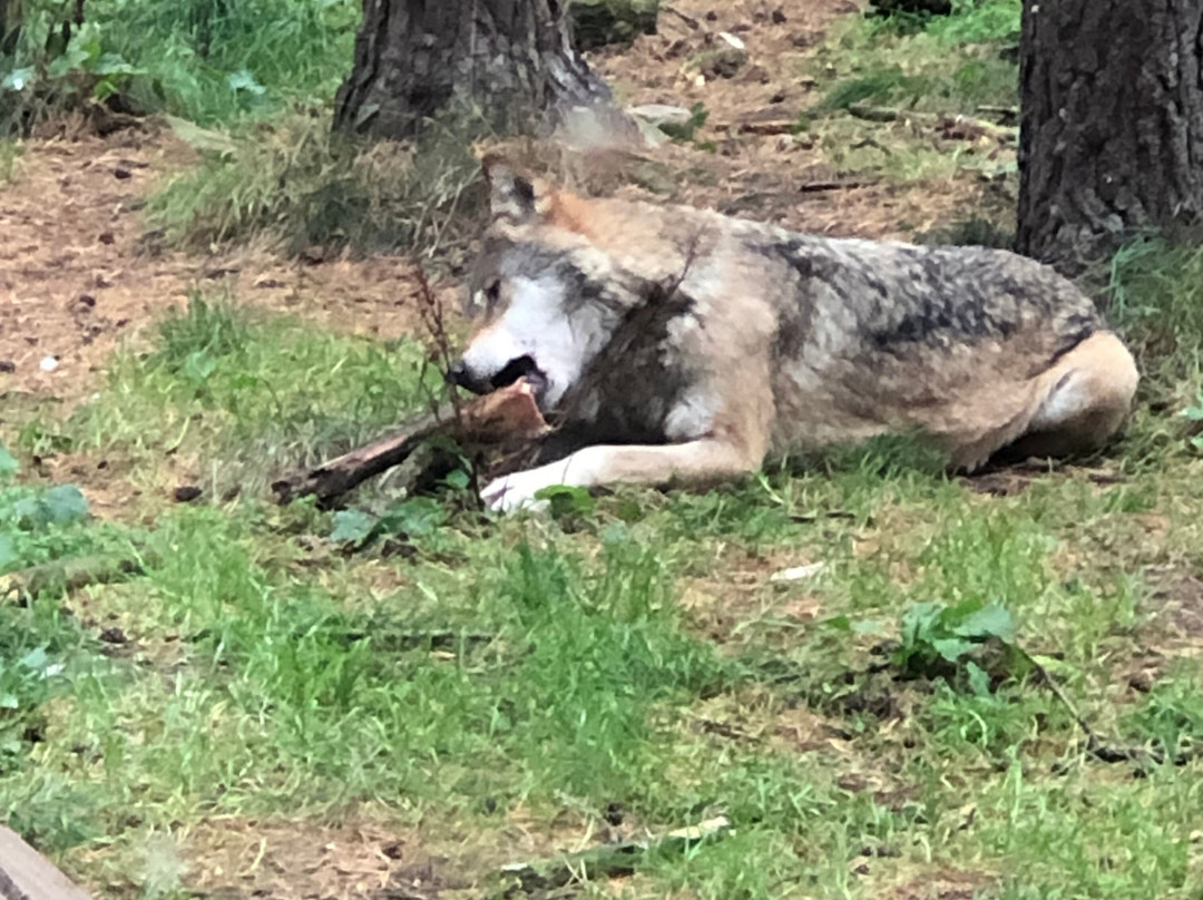 Highland Wildlife Park-Kincraig必去景点