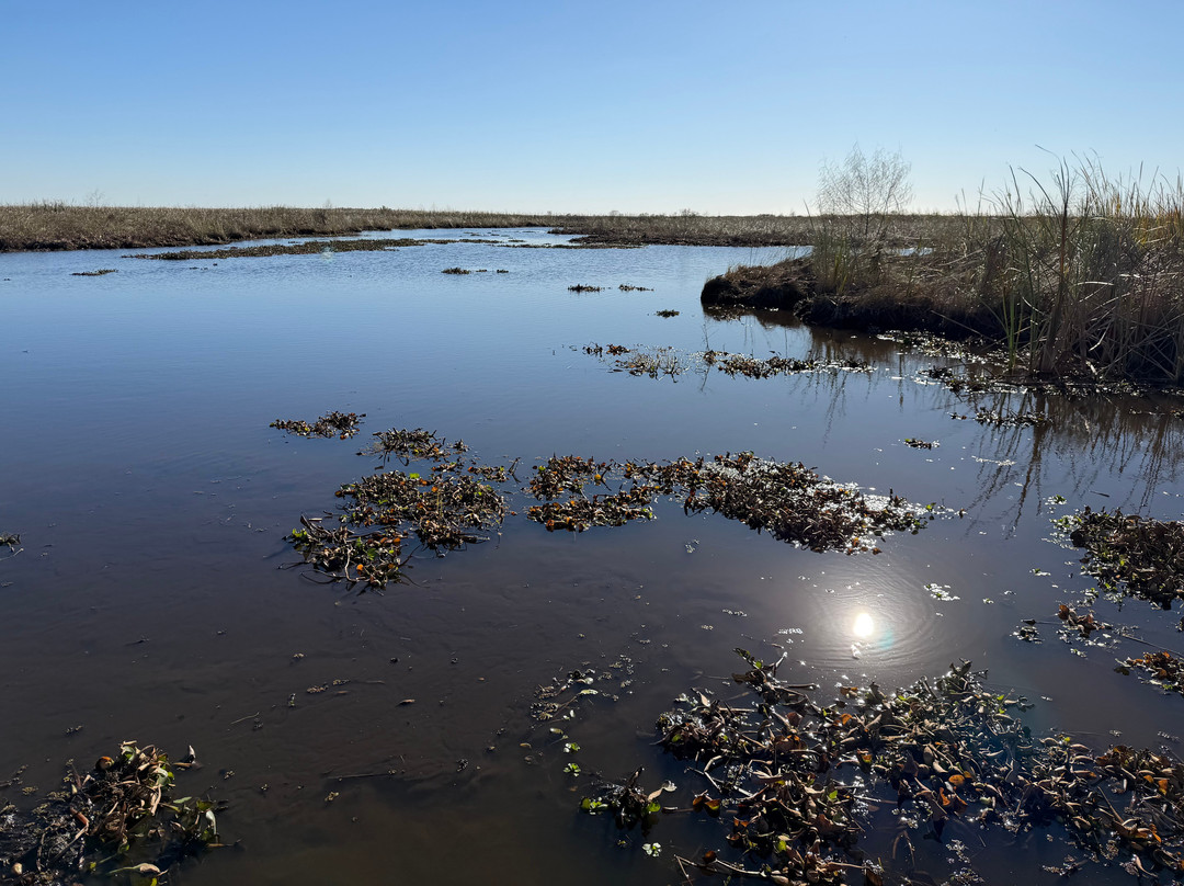 New Orleans Airboat Tours-Marrero必去景点