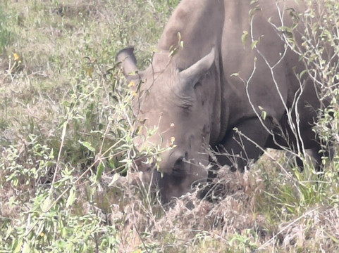 Kenya Tour Budget Safari-内罗毕必去景点