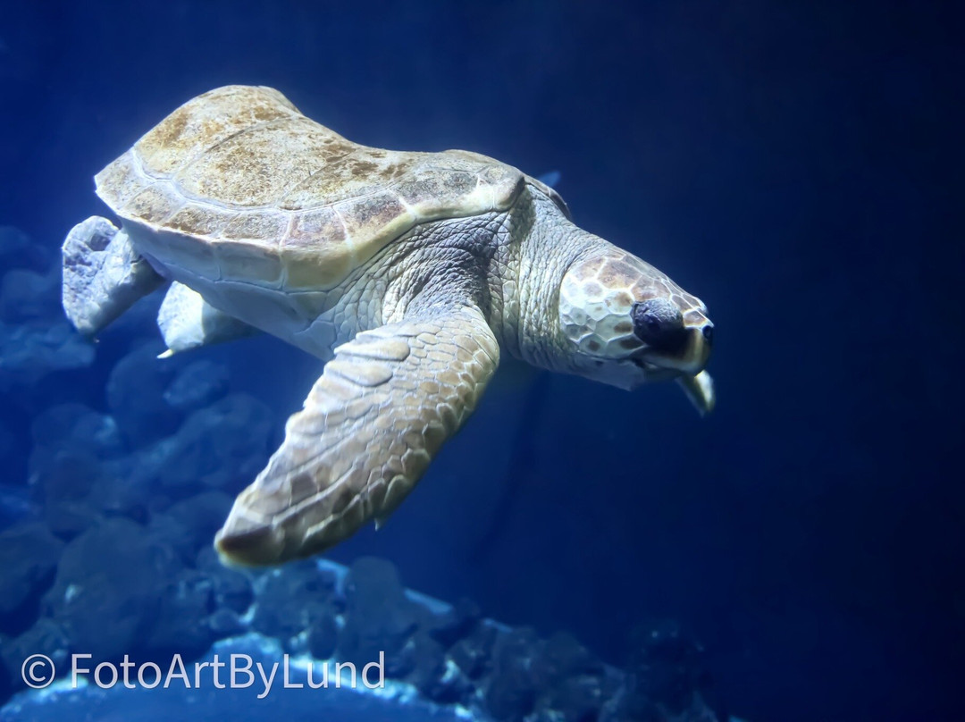 Poema Del Mar-大加那利岛拉斯帕尔马斯必去景点