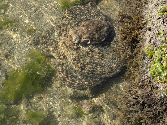 Narara Marine National Park-Devbhumi Dwarka District必去景点