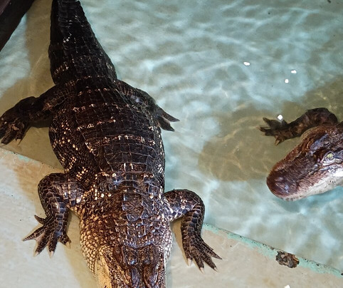 Insta-Gator Ranch & Hatchery-卡温顿必去景点