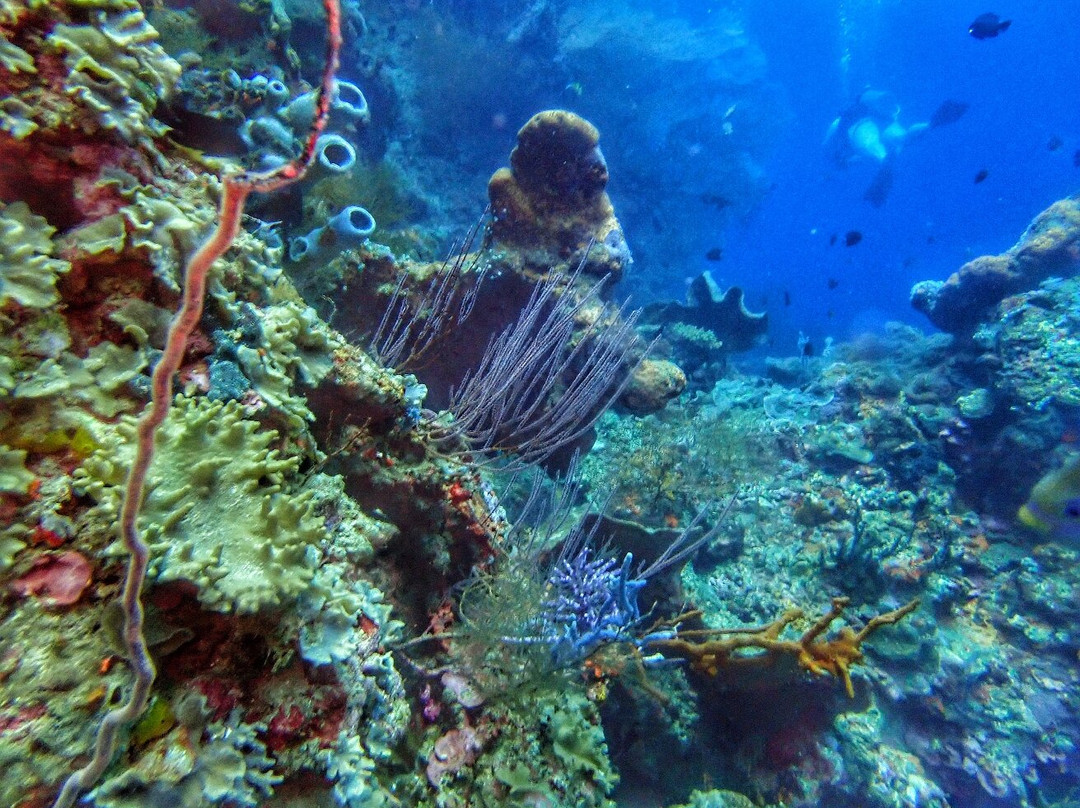 Menjangan Tour Snorkeling & Diving-Pejarakan必去景点
