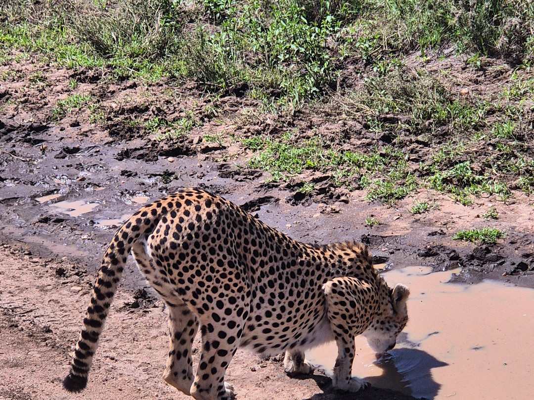 Udare Safari-阿鲁沙必去景点