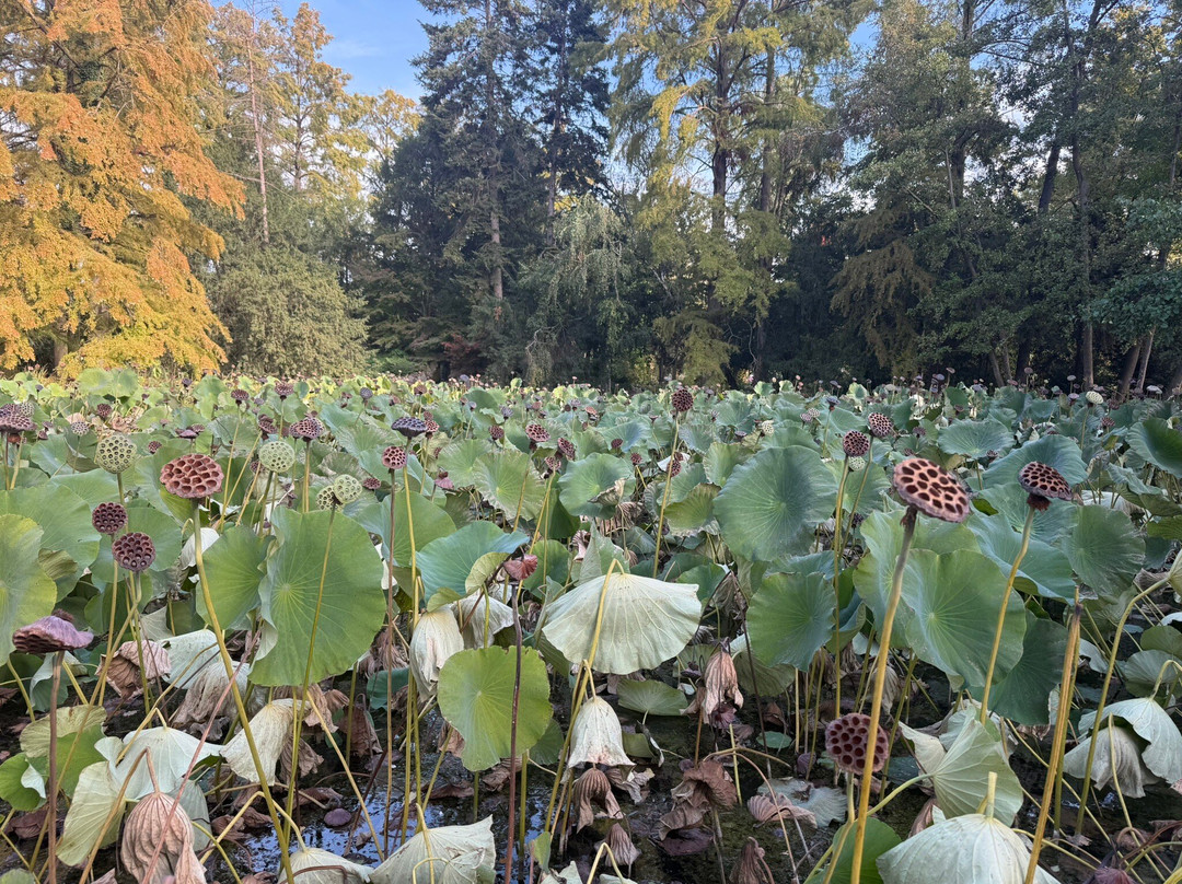 Botanical Garden of the University of Szeged-塞格德必去景点