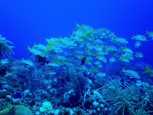 Only Blue Diving Dreams-Cockburn Town必去景点