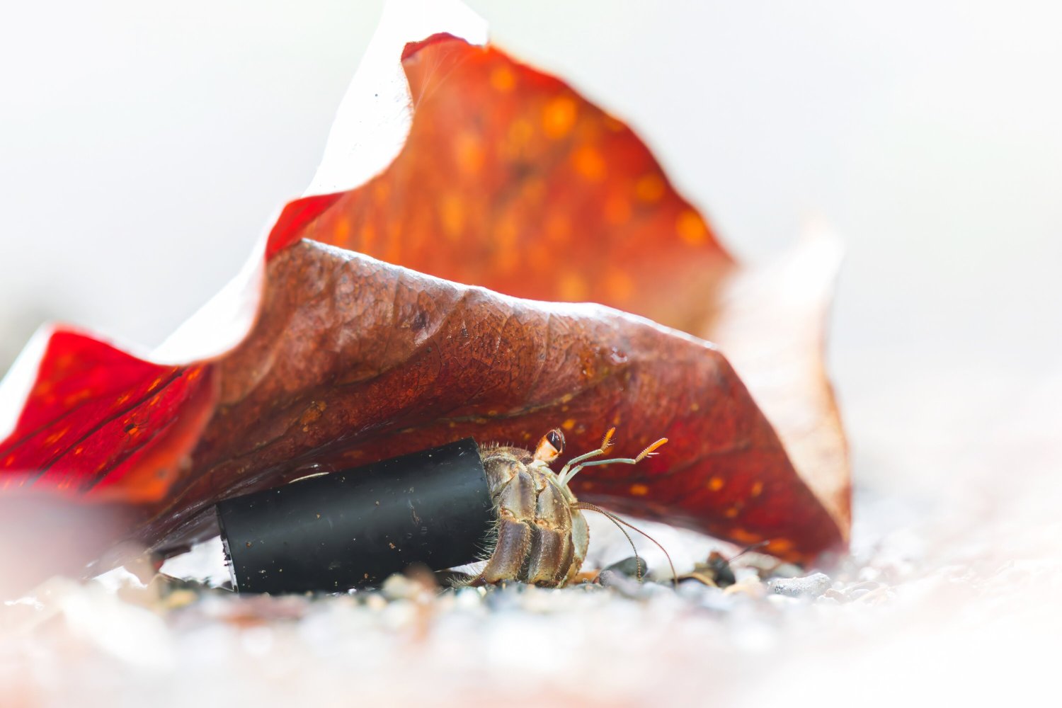 Mecana Ecohotel-浴室