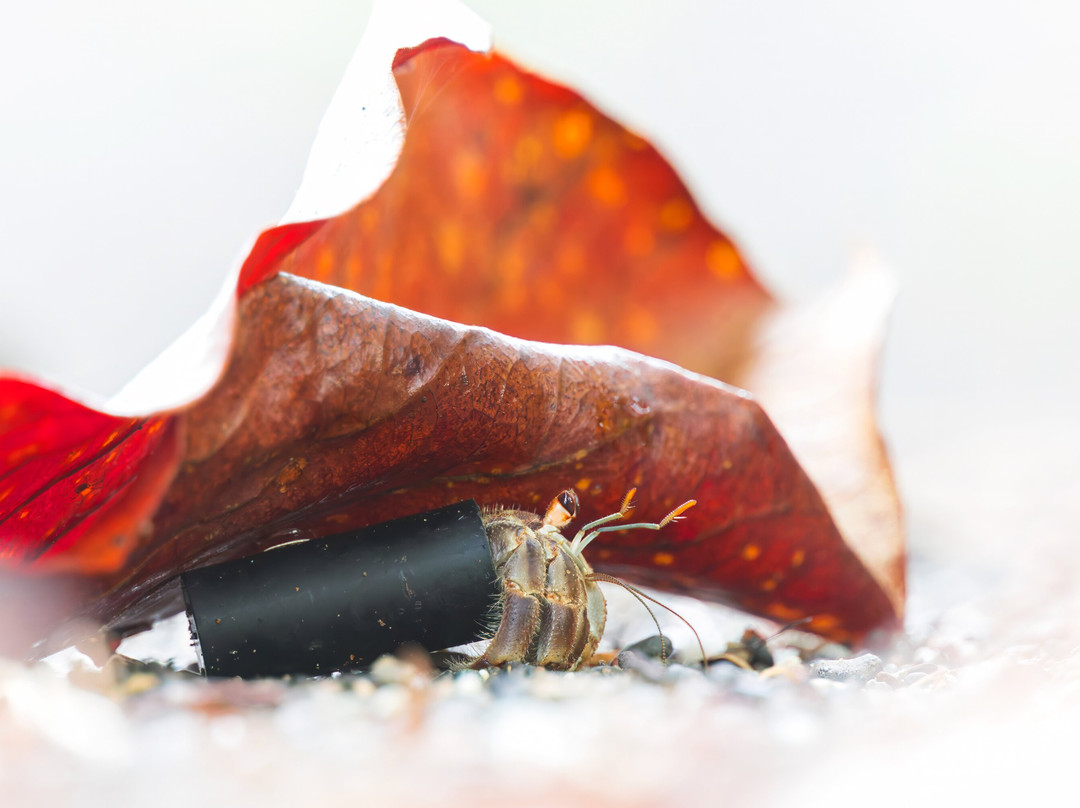 Mecana Ecohotel主图