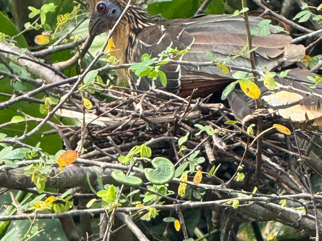 Blackwater Adventures-乔治城必去景点
