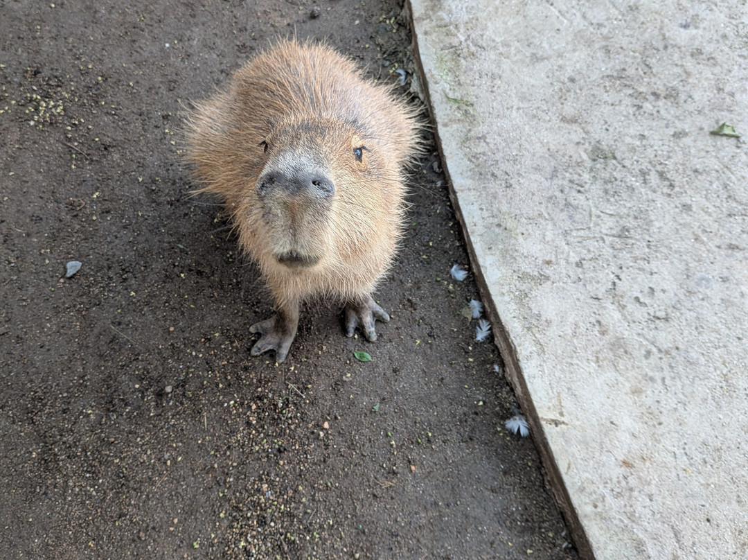 Capybara World Samui