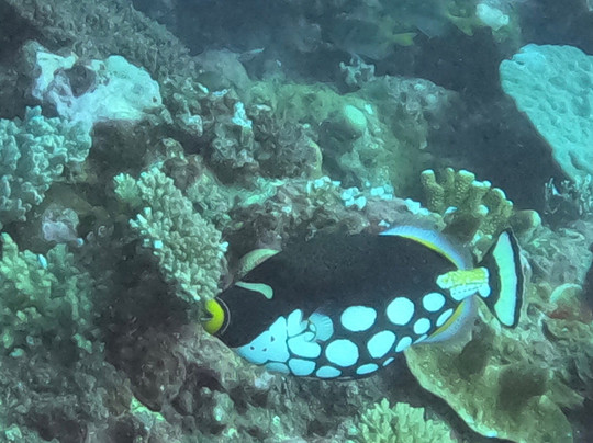 Purple Turtle Fiji-丹娜努岛必去景点