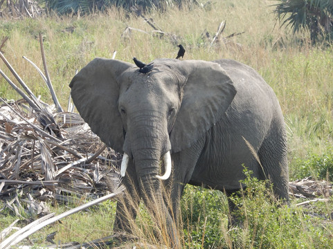 Diddy Safaris Uganda-坎帕拉必去景点