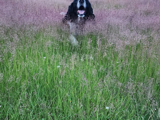 LandEscape Wanaka-瓦纳卡必去景点