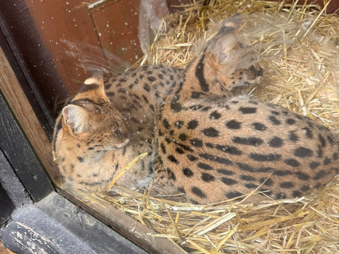 Call Of The Wild Zoo-South Woodham Ferrers必去景点