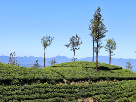 Sivas Sri Lanka Trekking-乌纳瓦图纳必去景点