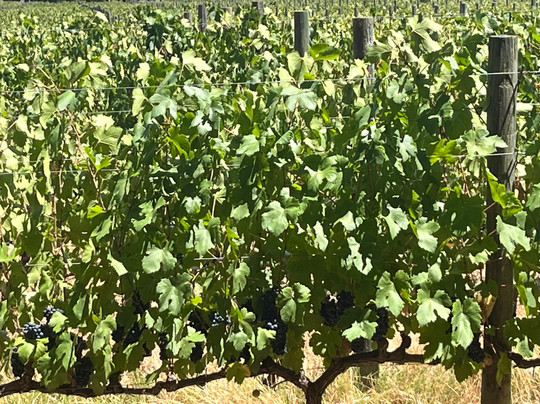 Lanzerac Wine Estate-斯泰伦博斯必去景点