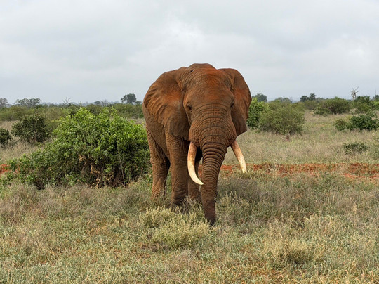 JamboJambo Safaris(Amedeo)-瓦塔木必去景点