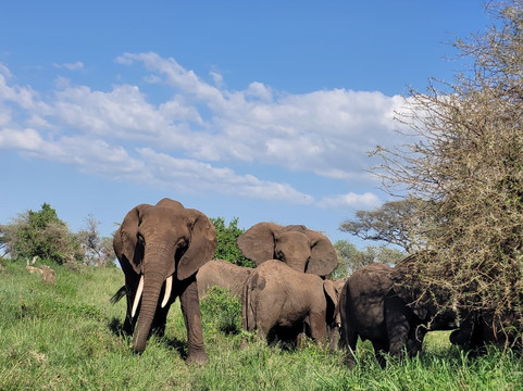 Full Package Adventures-阿鲁沙必去景点