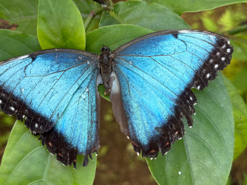 Jungle Life Costa Rica-Bijagua de Upala必去景点