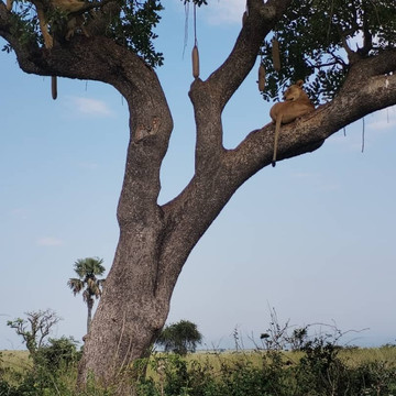Salt Holidays-坎帕拉必去景点
