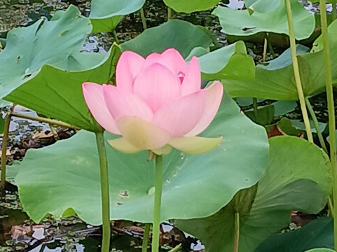 Noosa Valley Golf Club-努沙必去景点