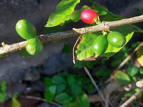 Bodega Los Berrazales-Agaete必去景点