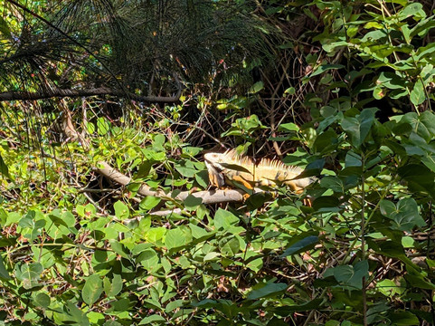 Pozo de Jacinto-Isabela必去景点