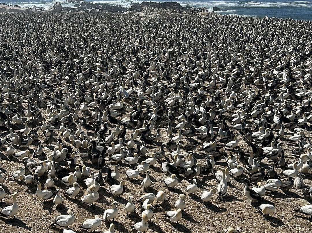 Bird Island Nature Reserve-兰伯特湾必去景点