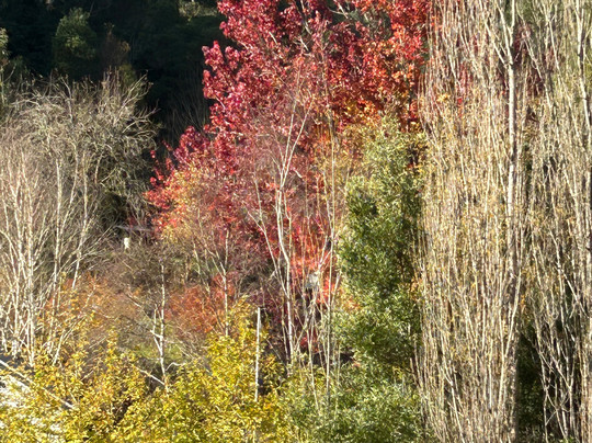 Walhalla, Victoria, Australia-Walhalla必去景点