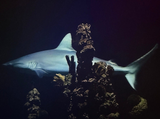 The Deep-赫尔河畔金斯顿必去景点