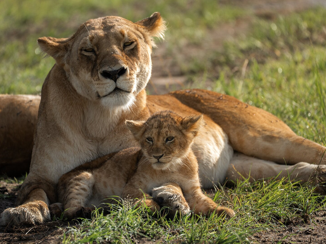 Spirit of Kenya-内罗毕必去景点