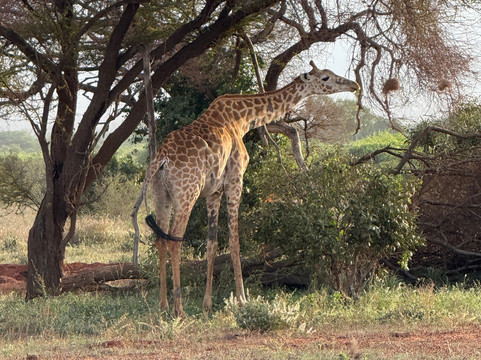 Safari In Kenya Con Samba-瓦塔木必去景点