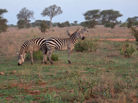 Totti Kenya-安博塞利国家公园必去景点