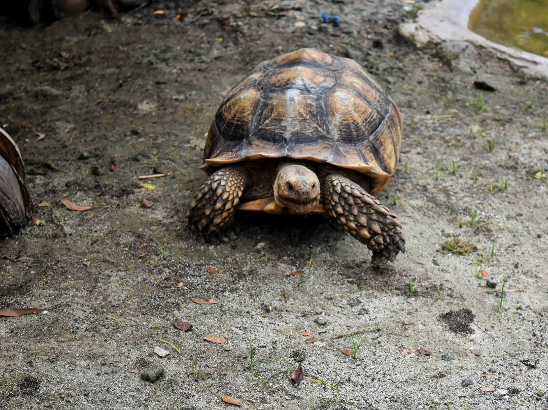 South Farm Panglao- Bohol-Panglao必去景点