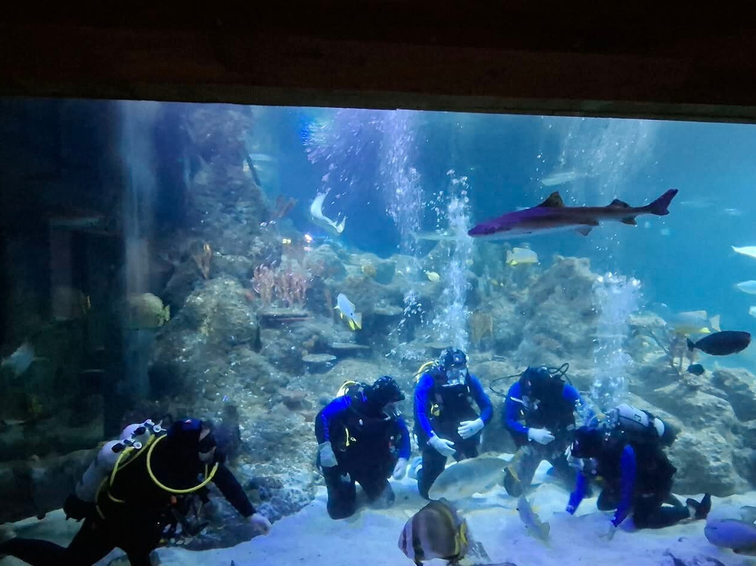 Skegness Aquarium-斯凯格内斯必去景点