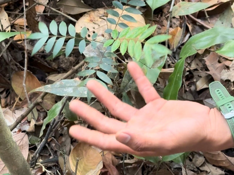 Panbil Nature Reserve-巴淡岛必去景点