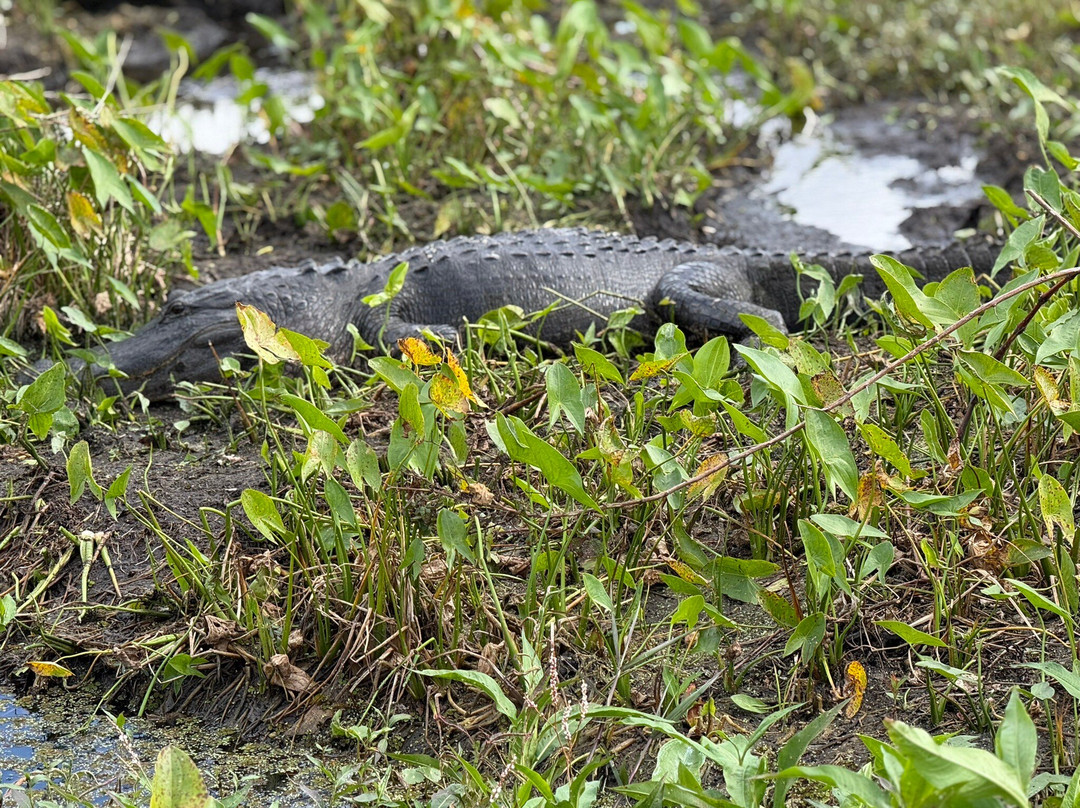 Master Gator Airboat Tours of Palm Beach County-西棕榈滩必去景点
