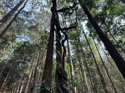 Mae Wang National Park-夜旺必去景点