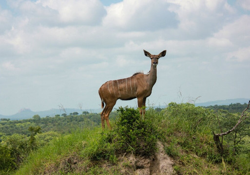Kurt Safari-克鲁格国家公园必去景点