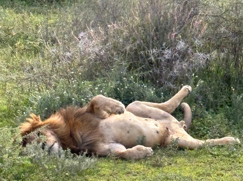 Serengeti Silence - A Tour Operator-阿鲁沙必去景点