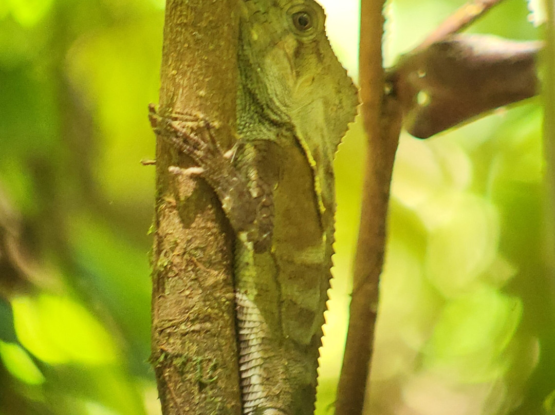 Corcovado Guia Adventures with William Mora-德雷克湾必去景点