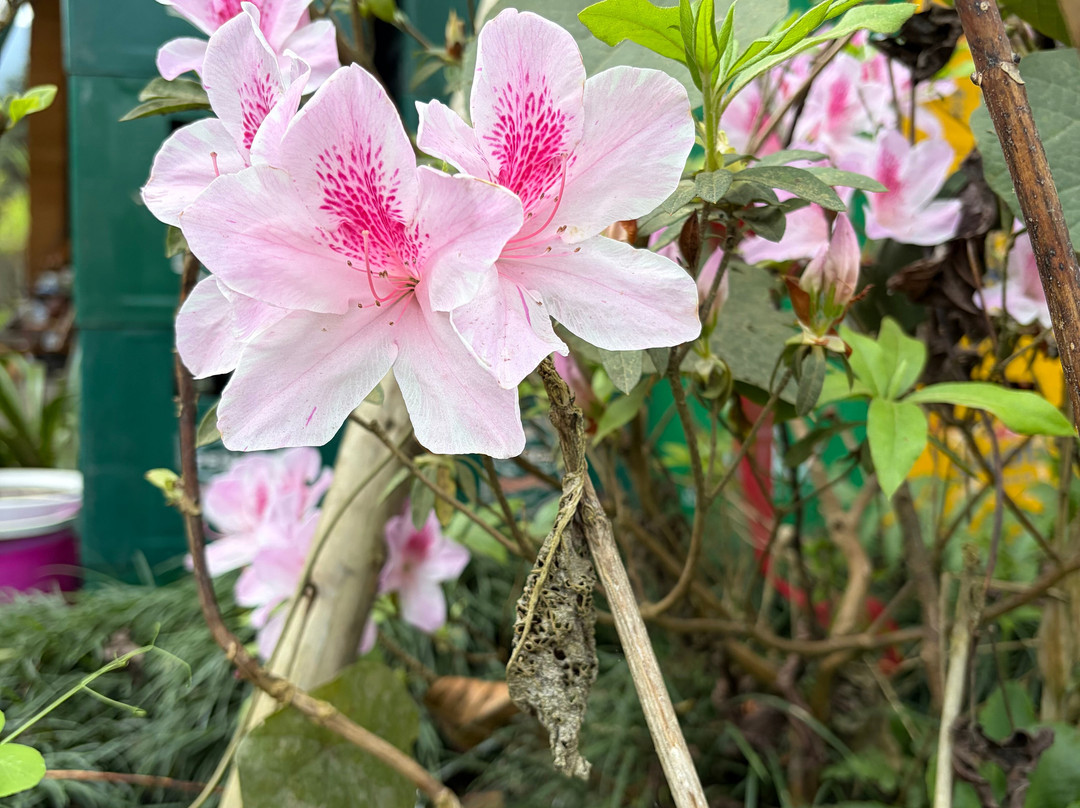 Ha Giang Open Tour- OHC Travel ( Ha Giang & Cao Bang Loop Tour)-Hoan Kiem必去景点