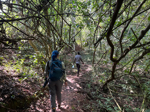 African Gorilla Expeditions-坎帕拉必去景点