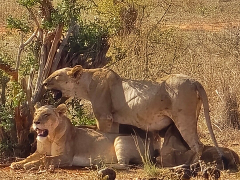 Banok Safaris-内罗毕必去景点