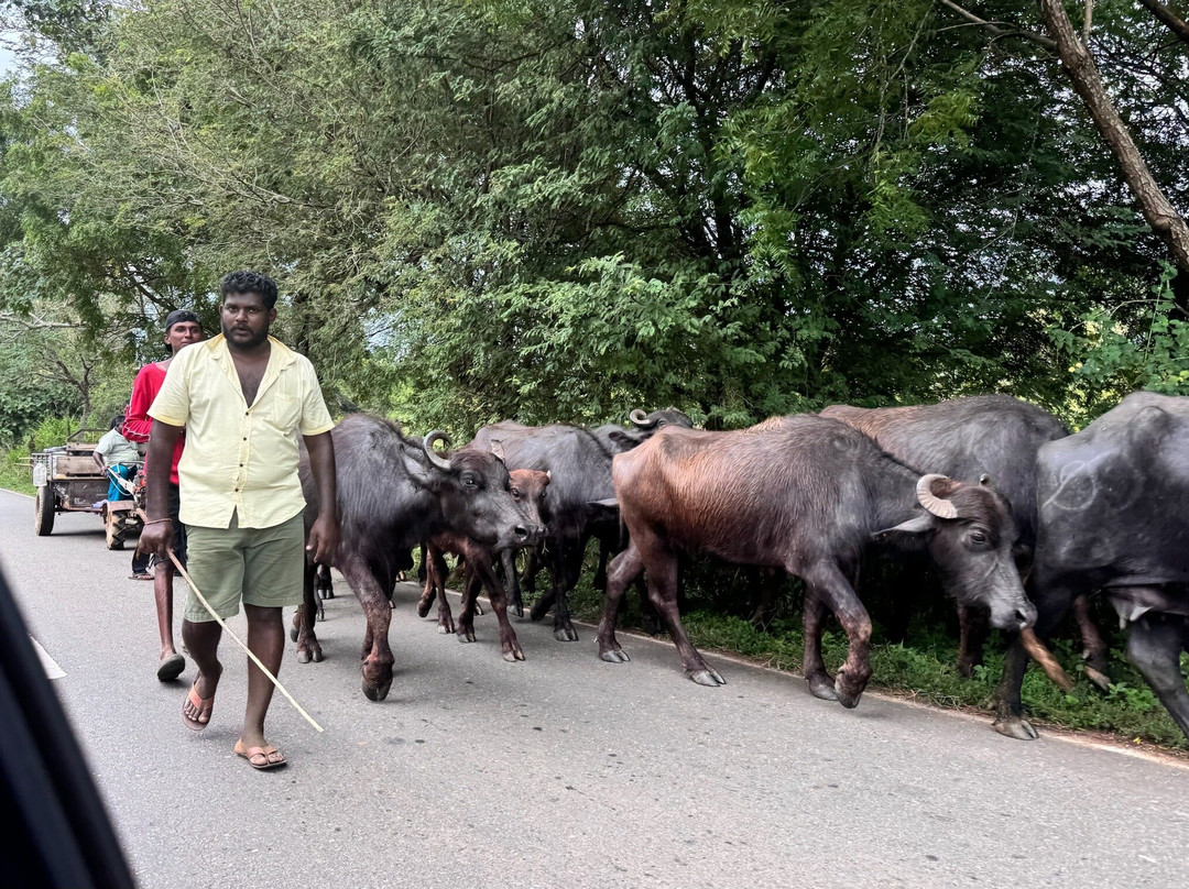 Lanka Classy Tours-凯拉尼亚必去景点
